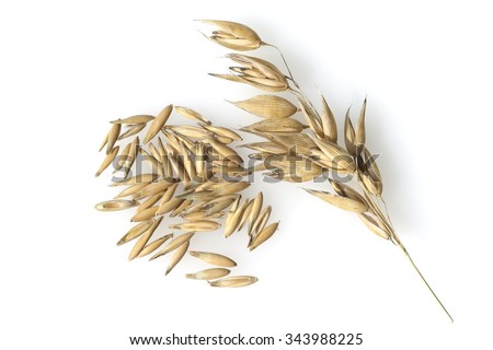 Oats; Avena sativa; oat grain Royalty-Free Stock Photo #343988225