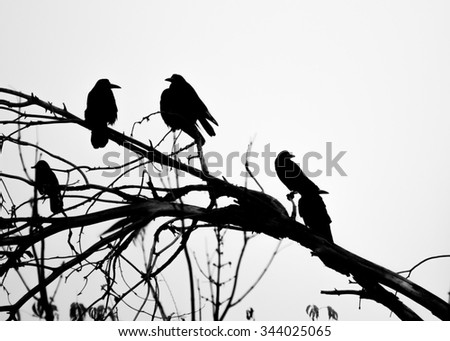 A lot of crows sitting on a leafless tree. Black and white
