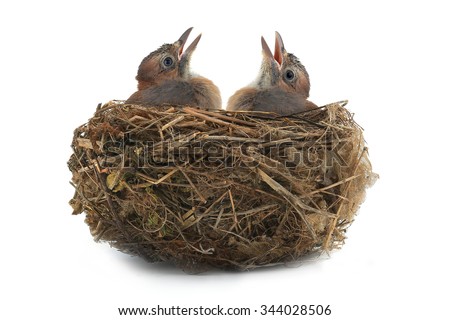 jay's nest with baby birds isolated on a white background Royalty-Free Stock Photo #344028506