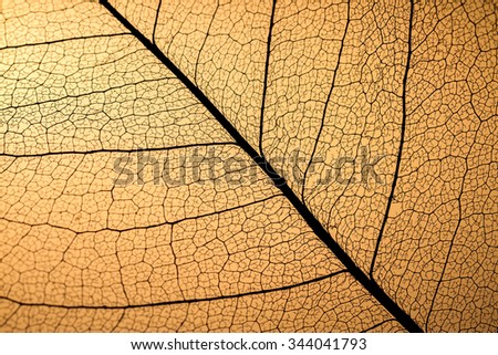 Transparent foliage