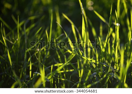 Closeup view of beautiful fresh bright green lush spring grass on meadow in sunny warm weather morning on natural background, horizontal picture