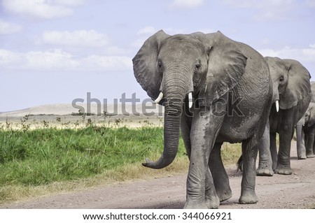 Group of elephants are on the savannah. In the foreground is a large African elephant group leader.