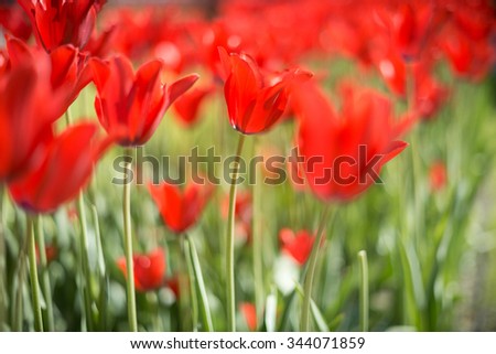 Lots of bright red tulips growing on summer green field. Flowers swaying by wind. Beautiful colours in spring.