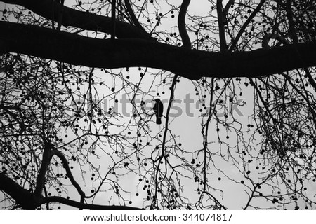 Silhouette of lonely raven sitting on sycamore tree with bare branches and dry fruits. Winter in the park. Evening lighting. Loneliness concept. Selective focus. Aged photo. Black and white.