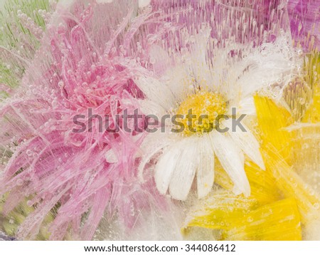 beautiful bright saturated organic abstraction with frozen air bubbles and Chamomile flowers in a transparent ice