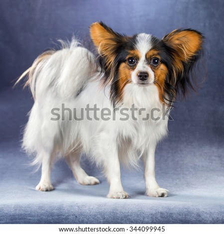 Young dog of breed papillon standing on a blue background 