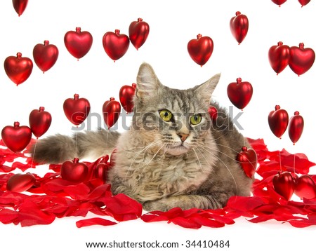 Shaded silver laperm cat with red hearts and rose petals, on white background