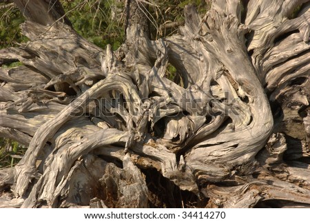 Driftwood Stump with amazing texture.