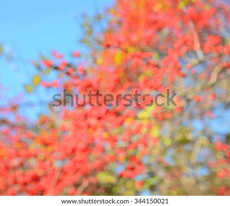 Red blurred holly tree