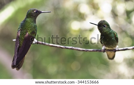 Hummingbirds in a tree, in Salento, Colombia Royalty-Free Stock Photo #344153666