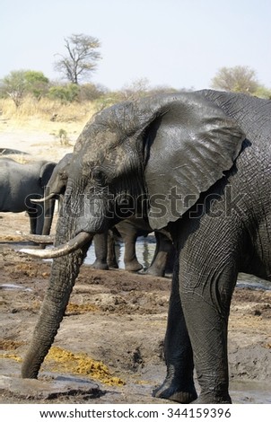 Wet elephant with trunk extended to drink