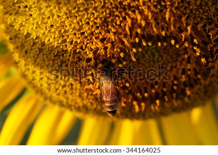 Bee Pollinating Sunflower
Bees are the most numerous insects visiting Sunflower
The sunflower rarely self-pollinated and most need pollen transfer to them from other florets
