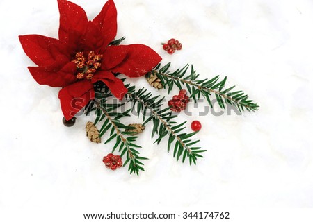 Christmas poinsettia flower, pine tree branch and mistletoe for decoration
