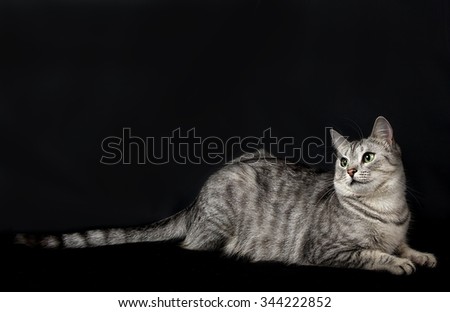 Cat isolated in dark background, Cat portrait close up, cat in studio with space for advertising and text, cat