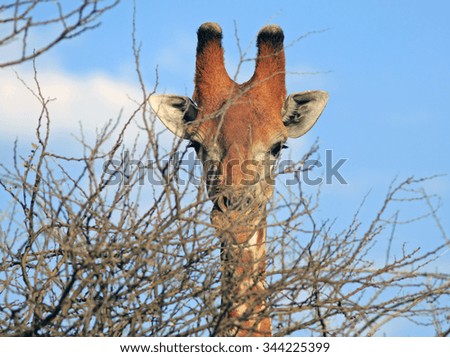 Close-up of an isolated Male Giraffe peering through the branches of a tree with a blue sky background