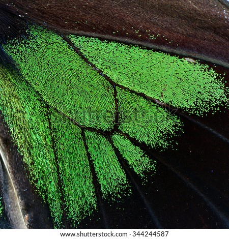 The velvet green background captured from Raja Brooke's Birdwing's butterfly wings, exotic green texture