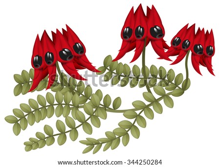 Cartoon australian plant - strut's desert pea - illustration for the children