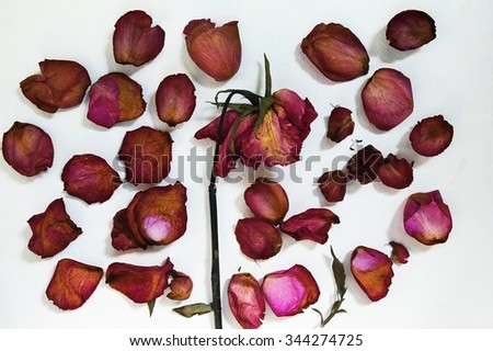 Abstract Withered rose and rose petals / Abstract Withered rose
