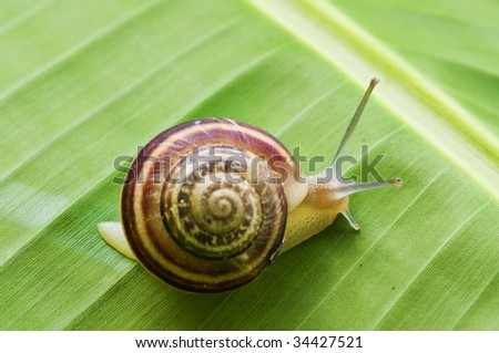 snail on banana palm green leaf