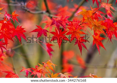Beautiful red leaves in the Japanese Autumn