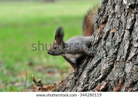 The red squirrel or Eurasian red squirrel is a species of tree squirrel in the genus Sciurus common throughout Eurasia. 