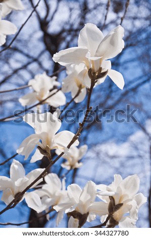 White Magnolia, selective focus