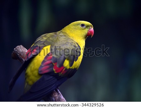 Regent Parrot
