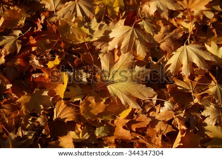 Photo closeup of autumn colorful yellow golden thick blanket of fallen dry maple leaves on ground deciduous abscission period over forest leaf litter background, horizontal picture 