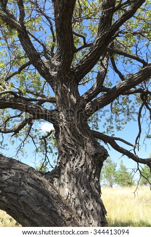 Old oak tree crown against a blue sky