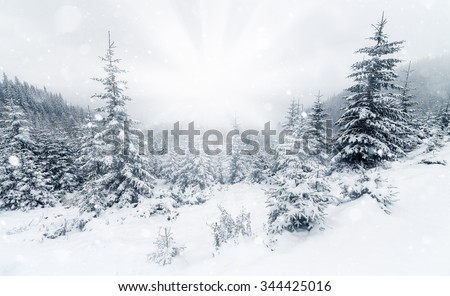 Beautiful winter mountains landscape with snowy fir forest.