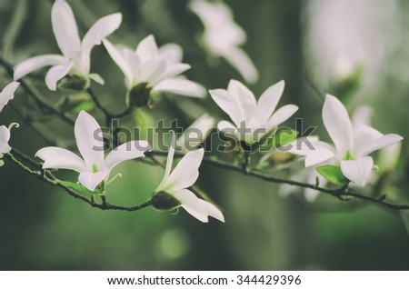 Blossoming of magnolia flowers in spring time, retro vintage hipster image