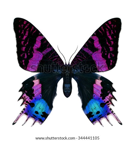 Beautiful velvet pink butterfly isolated on white background, the Madagascan Blue Morpho in fancy color profile
