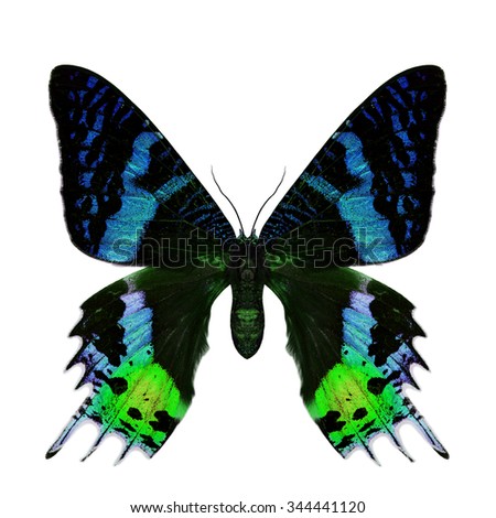 Beautiful bright blue and green butterfly isolated on white background, the Madagascan Blue Morpho in fancy color profile