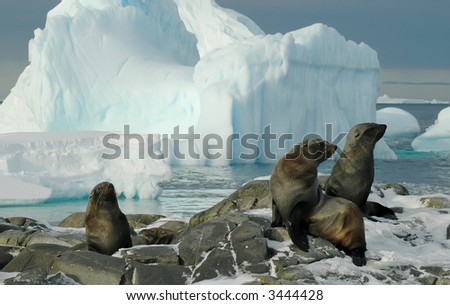Some fur seals in front of a beautiful Antarctic iceberg scenery. Picture was taken on Adelaide Island during a 3-month Antarctic research expedition.