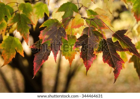 Brilliant fall colors of dwarf maple tree
