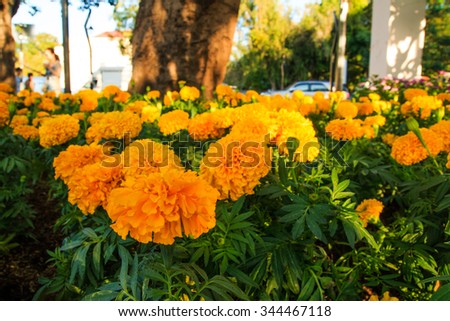 Marigold (Calendula ) in garden