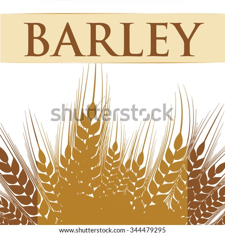  Barley concept with grains design, vector illustration 10 eps graphic.