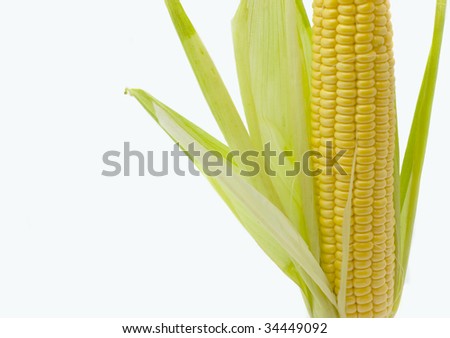 ear of corn and centimetric tape isolated on white background