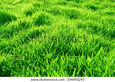 The beautiful grass