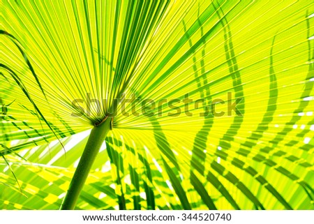 Palm leaf blurred background:Close up select focus  with shallow depth of field:ideal use for background.