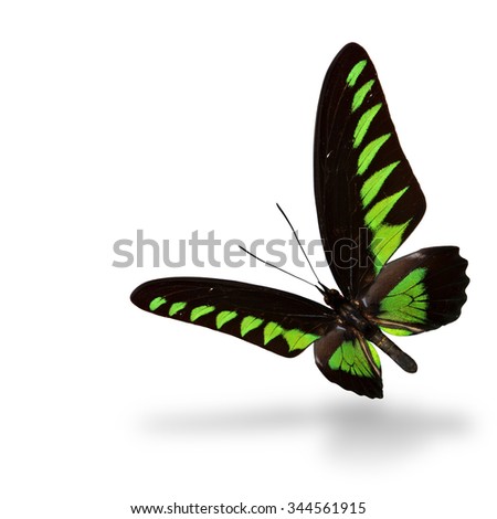 Beautiful flying black and green butterfly, the Raja Brooke's Birdwing (Trogonoptera brookiana) with soft shadow on white background