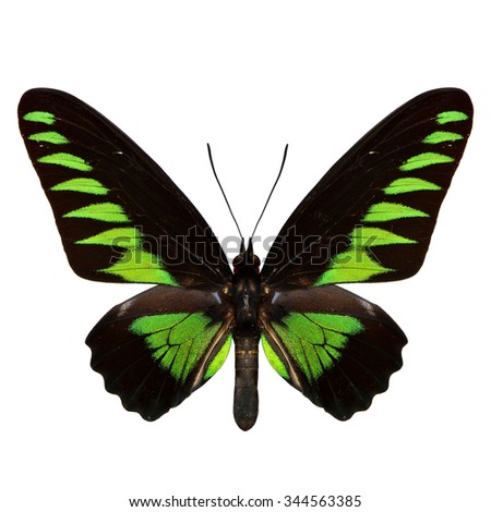 Rajah Brooke's Birdwing (Trogonoptera brookiana) the distinctive black and electric-green birdwing butterfly isolated on white background