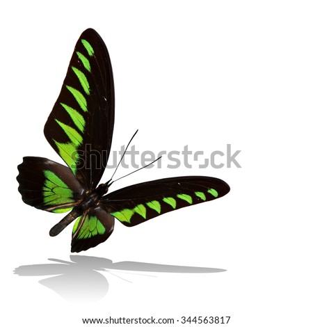 Beautiful flying black and green butterfly, the Rajah Brooke's Birdwing with shadow on white background