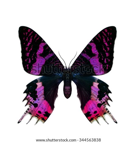 Beautiful velvet pink butterfly isolated on white background
