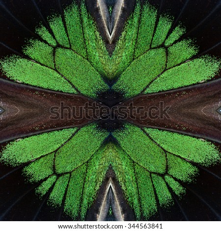 The black and electric green background made of Rajah Brooke's Birdwing butterfly's wing skind, beautiful emerald texture