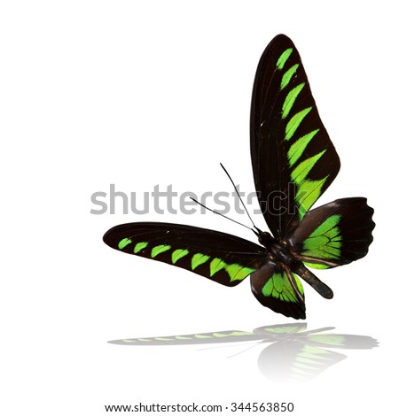 Beautiful flying black and green butterfly, the Rajah Brooke's Birdwing with shadow reflection isolated on white background