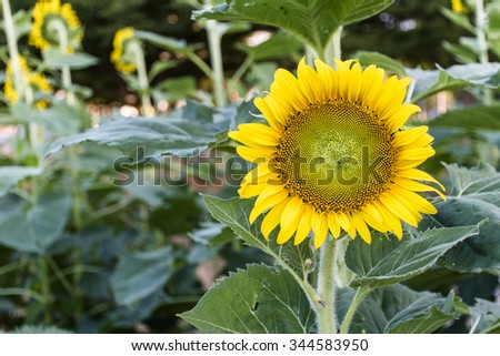 A sunflowers in garden  with landscape 