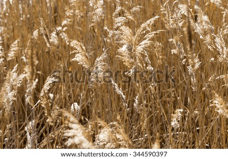   photographed close-up of dry yellow grass in autumn season. sunny day