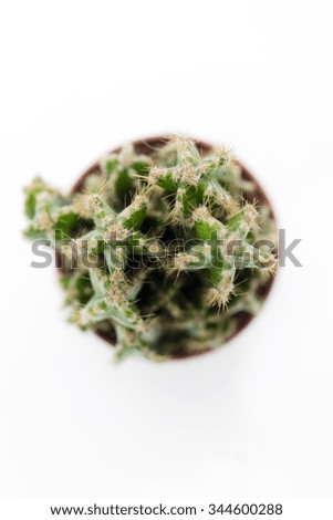 Vibrant green fairy castles cactus on white background from above