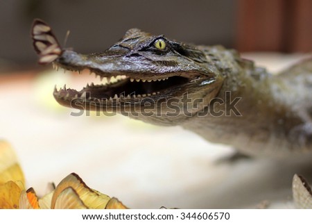 Photo closeup of one large dangerous stuffed green grey color crocodile with open jaws sharp teeth fangs and beautiful butterfly on nose over blurred background, horizontal picture